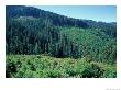 Clearcuts In Spruce-Fir Forest, Siskiyou National Forest, Siskiyou Mountains, Oregon, Usa by Jerry & Marcy Monkman Limited Edition Print