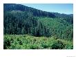 Clearcuts In Spruce-Fir Forest, Siskiyou National Forest, Siskiyou Mountains, Oregon, Usa by Jerry & Marcy Monkman Limited Edition Pricing Art Print