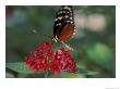 Coolie Butterfly, Butterfly World, Ft Lauderdale, Florida, Usa by Michele Westmorland Limited Edition Print