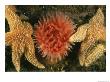 Sea Stars And A Sea Anemone Color The Bottom Of The Gulf Of Maine by Heather Perry Limited Edition Print