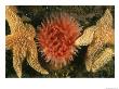 Sea Stars And A Sea Anemone Color The Bottom Of The Gulf Of Maine by Heather Perry Limited Edition Print