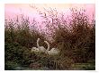 Swans In The Reeds, Circa 1820 by Caspar David Friedrich Limited Edition Print