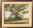 Leaning Tree, 2003 by John Folchi Limited Edition Print