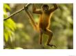 Spider Monkey (Ateles Geoffroyi) Hangs In Tree With Mouth Wide Open by Roy Toft Limited Edition Pricing Art Print