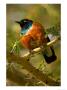 A Superb Starling Perched On An Acacia Tree Branch (Lamprotornis Superbus) by Roy Toft Limited Edition Pricing Art Print