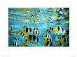 Shoal Of Butterfly Fish by Art Wolfe Limited Edition Print