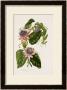 Passion Flowers, Circa 1796-1799 by Mary Lawrence Limited Edition Print