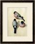 Three Studies Of A Bullfinch by Albrecht Durer Limited Edition Pricing Art Print