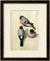 Three Studies Of A Bullfinch by Albrecht Dürer Limited Edition Pricing Art Print