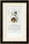 Herbal Or Medicinal Plants On The List Of The College Of Physicians by Timothy Sheldrake Limited Edition Pricing Art Print