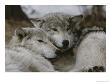 Napping Gray Wolves by Jim And Jamie Dutcher Limited Edition Print