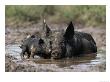 Pig And Piglet In Mud Puddle by Lynn M. Stone Limited Edition Pricing Art Print