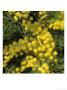 Silver Wattle In Flower by Michele Lamontagne Limited Edition Print