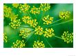 Foeniculum Vulgare (Fennel), Close-Up Flower Head by Lynn Keddie Limited Edition Print