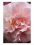 Camellia (Annie Wylam), Shrub, Close-Up Of Pale Pink Flower by Mark Bolton Limited Edition Print