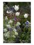 Tulipa (White Triumphator) by Mark Bolton Limited Edition Print