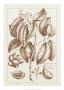 Sepia Exotics Ii by Pierre Buchoz Limited Edition Print