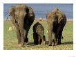 Asian Elephant Family, Nagarhole National Park, India by Gavriel Jecan Limited Edition Print