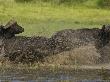 African Buffalo Charging Through Water by Beverly Joubert Limited Edition Print