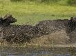 African Buffalo Charging Through Water by Beverly Joubert Limited Edition Pricing Art Print