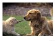 Golden Retriever Dog And Puppy by William Meyer Limited Edition Pricing Art Print