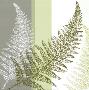 Fern by Hanna Vedder Limited Edition Print