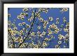 Pacific Dogwood Blossoms In A Lacy Pattern Against A Blue Sky by Marc Moritsch Limited Edition Print