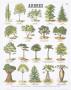 Trees Teaching Chart by Deyrolle Limited Edition Print