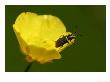 Malachite Beetle On Buttercup, Middlesex, Uk by Elliott Neep Limited Edition Print