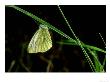 Green-Veined White, Devon by Kidd Geoff Limited Edition Print