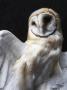 Barn Owl by Bernd Vogel Limited Edition Print