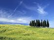 Cypress Grove On Rolling Hills In Tuscany by Donald Nausbaum Limited Edition Pricing Art Print
