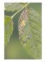 Leaf Miner Damage To Rose Leaf by Kidd Geoff Limited Edition Pricing Art Print