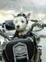Dog Wearing Leather Jacket And Helmet Sitting On Motorcycle by Brian Summers Limited Edition Print