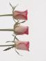 Three Rose Buds On White Background by Lottie Davies Limited Edition Print