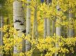 Aspen Trees by Dennis Frates Limited Edition Pricing Art Print
