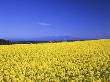 Field Of Rapeseed by Kunio Hirano Pricing Limited Edition Art Print