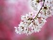 Sakura (Cherry Blossom) by Kazuya Shiota Limited Edition Print