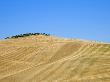 Italy, Tuscany, Harvested Corn Field, Bales Of Straw In Background by Fotofeeling Limited Edition Print