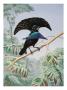 Lesser Superb Bird Of Paradise Opens His Feathered Shield And Cape by National Geographic Society Limited Edition Print
