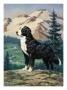 A Bernese Mountain Dog Stands On A Hill Overlooking A Rural Valley by National Geographic Society Limited Edition Print