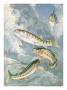 Painting Of South Fork Golden Trout, Lower, And Piute Trout, Upper by National Geographic Society Limited Edition Print