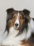 Sheltie by Brian Summers Limited Edition Pricing Art Print