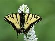 Tiger Swallowtail Butterfly, British Columbia by Mike Grandmaison Limited Edition Print