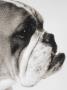 Profile Of A Bulldog, Black & White by Skip Dean Limited Edition Pricing Art Print