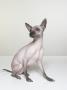 Mexican Hairless Dog by Brian Summers Limited Edition Pricing Art Print