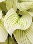 Hosta, Or White Feather by Clive Nichols Limited Edition Print