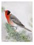 A Painting Of A Cedar Waxwing Perched On A Tree Branch by Louis Agassiz Fuertes Limited Edition Print