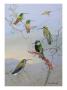 A Painting Of Several Species Of Hummingbirds Perched On Branches by Allan Brooks Limited Edition Print
