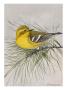 A Painting Of A Pine Warbler, Dendroica Pinus, Perched On A Branch by Louis Agassiz Fuertes Limited Edition Print